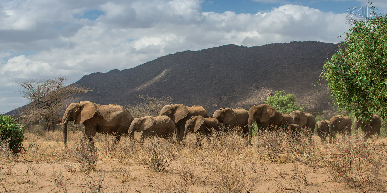 Samburu - Elephants A big family of elphants on the move. Stefan Cruysberghs